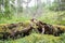 Uprooted trees after hurricane in East Europe