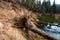 Uprooted trees lying in water. Soil erosion