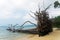 Uprooted trees at Wandoor Beach as a result of 2004 Indian Ocean Tsunami