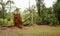 Uprooted tropical tree after heavy storm