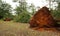 Uprooted tropical tree after heavy storm