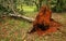 Uprooted tropical tree after heavy storm