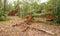 Uprooted tropical tree after heavy storm