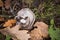 Uprooted white mushroom in the forest, close