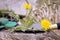 Uprooted yellow dandelion plant on a spade