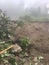 Uprooting Landslides in the mountainous area of Darjeeling. Uprooting of huge trees and mudslides.