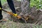 Uprooting an old dry fruit tree in the garden. Large pit with chopped off tree roots. Shovel are main tool used in uprooting.