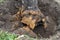 Uprooting old dry fruit tree in garden. Large pit with sawn and chopped tree roots. Farming. Close-up.