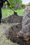 Uprooting old dry fruit tree in garden. Large pit with sawn and chopped tree roots. Man with shovel is digging up roots tree.