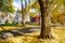 Upscale neighborhood colorful fall foliage of yellow maple trees, two story houses, thick rug of autumn leaves along quite