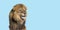 Upset adult male lion making a funny face on blue background