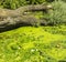 Upset crashed old tree lays on small lake covered with greenery plants and lilies on a sunny summer spring day outdoor park nature