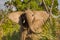 Upset Elephant in Ruaha National Park, Tanzania