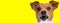 upset jack russell terrier dog looking above and growling