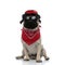 Upset pug wearing red bandana, sunglasses and a black hat