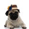 Upset pug wearing a traditional Romanian hat