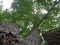Upshot Triple Oak Tree in Summer