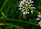 Upside down Bee pollinating chive blossoms in the foreground of Chicago River.