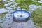 Upside down blue striped umbrella floating on flooded grass in a