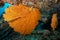 Upside Down Branching Gorgonian Sea Fan in Thailand