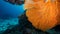 Upside Down Branching Gorgonian Sea Fan in Thailand