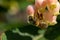 A upside down honey bee looking for pollen