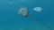 Upside-down jellyfish sitting on sandy seabed. Upside Down Jellyfish, Cassiopea andromeda.