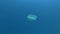 Upside-down jellyfish swims in the blue water. Upside Down Jellyfish Cassiopea andromeda. Close-up, Underwater shot