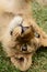 Upside down playful African lion cub
