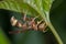 An upside down reddish wasp under a leaf