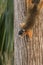 Upside down Southern fox squirrel Sciurus niger perches on a tree