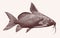 Upsidedown catfish synodontis batensoda