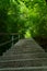 Upstairs through a green forest in Salzburg