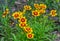 UpTick Gold and Bronze hybrid Coreopsis