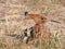 Upupa epops  hoopoe bird Natural Photography