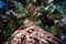 Upward angle of large pine tree bark
