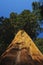 Upward angle of Redwood tree