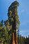 Upward angle of Redwood tree