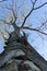 An upward canopy shot of a fully grown Kashi tree in an Indian forest region. A variety of Japanese white oak tree. dehradun,