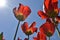 Upward closeup of red tulips in bright sunlight