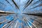 Upward perspective view of tall trees on a blue sky background