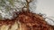 Upward shot of cliff exposing tree roots