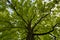 Upward view on acacia tree green crown