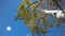 Upward view of aspen tree on the Medano Pass dirt road in Colorado USA