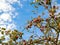 Upward view of autumn apple tree against blue sky