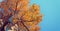 Upward view of autumn tree against blue sky