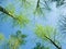 Upward view of autumn trees