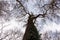 Upward View Bare Treetops in front of autumn sky