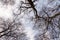 Upward View Bare Treetops in front of autumn sky