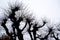 Upward View Bare Treetops in front of cloudy sky. Tree Silhouette